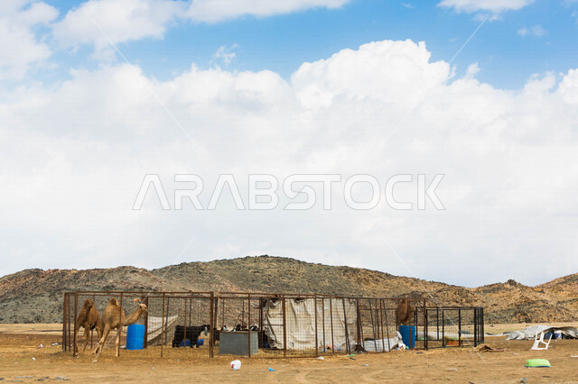 مجموعة من الجمال في مزرعة لتربية الجمال  ، قافلة من الجمال في محمية برية ، قطيع من الجمال بالصحراء في وضع النهار