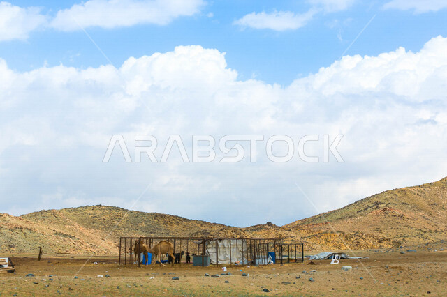 مجموعة من الجمال في مزرعة لتربية الجمال  ، قافلة من الجمال في محمية برية ، قطيع من الجمال بالصحراء في وضع النهار