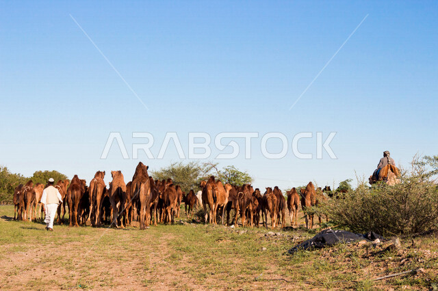 A group of camels in a camel farm, a caravan of camels in a wilderness reserve, a herd of camels in the desert in daylight
