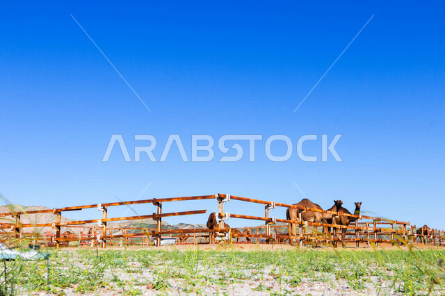A group of camels in a camel farm, a caravan of camels in a wilderness reserve, a herd of camels in the desert in daylight