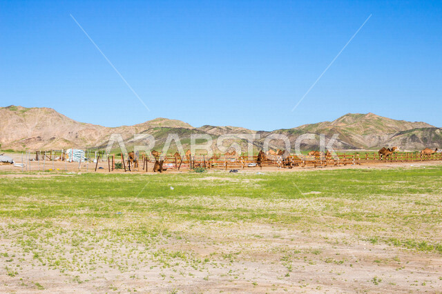 A group of camels in a camel farm, a caravan of camels in a wilderness reserve, a herd of camels in the desert in daylight