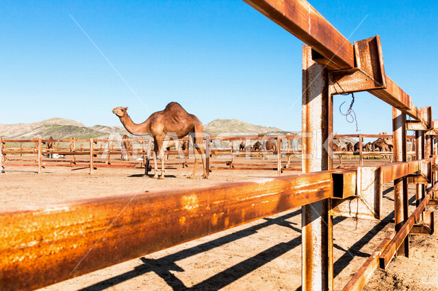 A group of camels in a camel farm, a caravan of camels in a wilderness reserve, a herd of camels in the desert in daylight