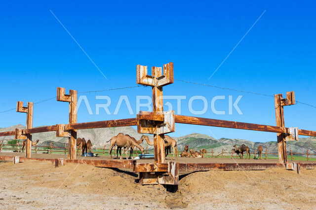 A group of camels in a camel farm, a caravan of camels in a wilderness reserve, a herd of camels in the desert in daylight