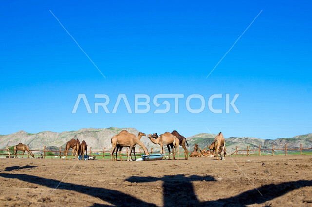 مجموعة من الجمال في مزرعة لتربية الجمال  ، قافلة من الجمال في محمية برية ، قطيع من الجمال بالصحراء في وضع النهار