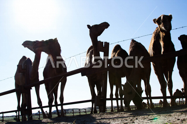 A group of camels in a camel farm, a caravan of camels in a wilderness reserve, a herd of camels in the desert in daylight