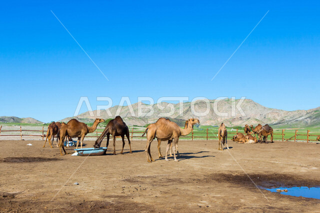 A group of camels in a camel farm, a caravan of camels in a wilderness reserve, a herd of camels in the desert in daylight