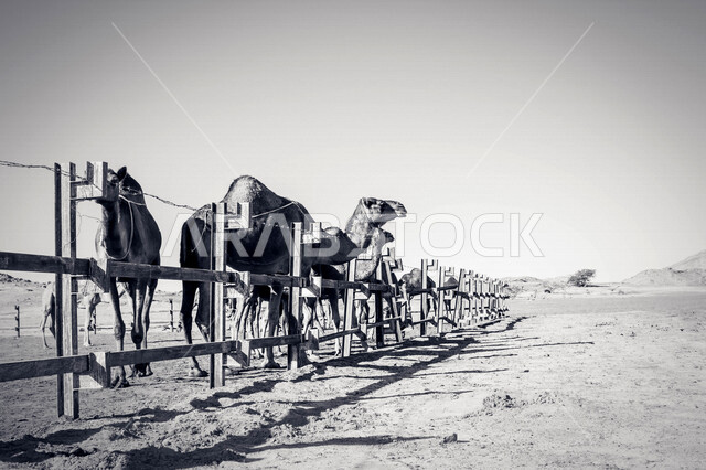 A group of camels in a camel farm, a caravan of camels in a wilderness reserve, a herd of camels in the desert in daylight