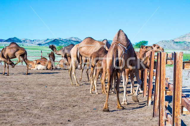 مجموعة من الجمال في مزرعة لتربية الجمال  ، قافلة من الجمال في محمية برية ، قطيع من الجمال بالصحراء في وضع النهار