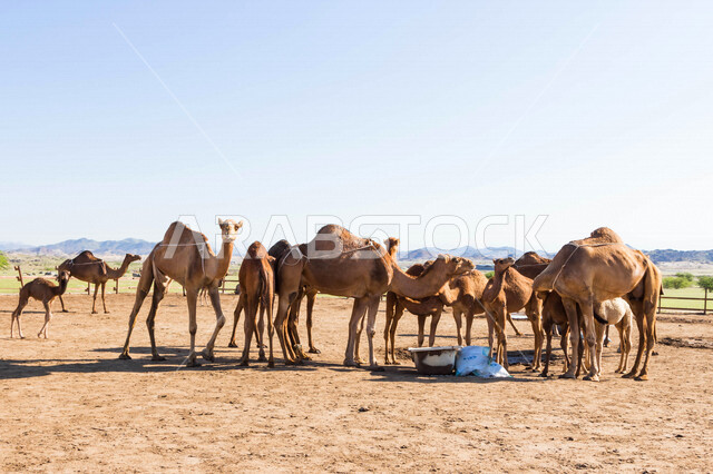 A group of camels in a camel farm, a caravan of camels in a wilderness reserve, a herd of camels in the desert in daylight