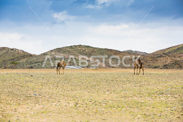 صورة لجملان في مزرعة لتربية الجمال ، قافلة من الجمال في محمية برية ، قطيع من الجمال بالصحراء في وضع النهار