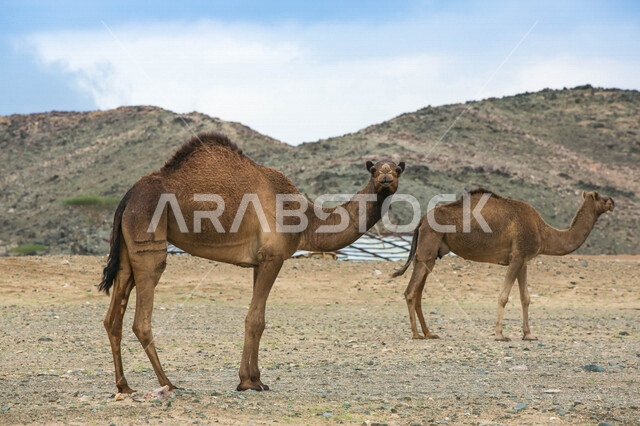 صورة لجملان في مزرعة لتربية الجمال ، قافلة من الجمال في محمية برية ، قطيع من الجمال بالصحراء في وضع النهار