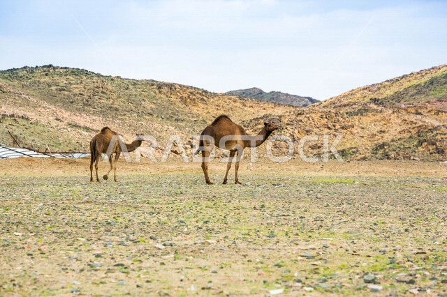 صورة لجملان في مزرعة لتربية الجمال ، قافلة من الجمال في محمية برية ، قطيع من الجمال بالصحراء في وضع النهار