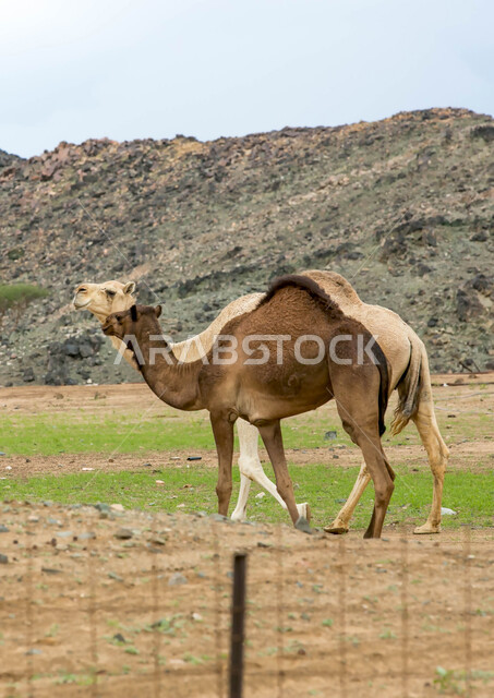 صورة لجملان في مزرعة لتربية الجمال ، قافلة من الجمال في محمية برية ، قطيع من الجمال بالصحراء في وضع النهار
