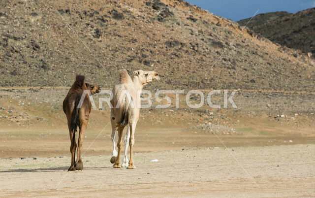صورة لجملان في مزرعة لتربية الجمال ، قافلة من الجمال في محمية برية ، قطيع من الجمال بالصحراء في وضع النهار