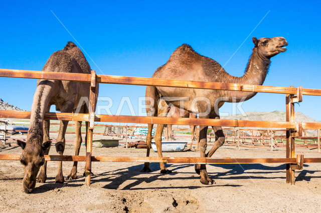 صورة لجملان في مزرعة لتربية الجمال ، قافلة من الجمال في محمية برية ، قطيع من الجمال بالصحراء في وضع النهار