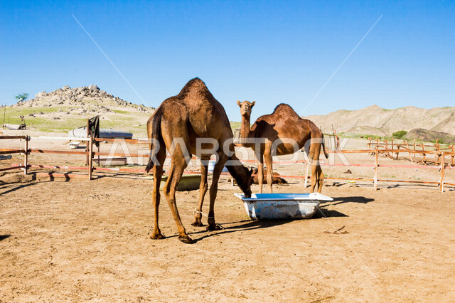 صورة لجملان في مزرعة لتربية الجمال ، قافلة من الجمال في محمية برية ، قطيع من الجمال بالصحراء في وضع النهار