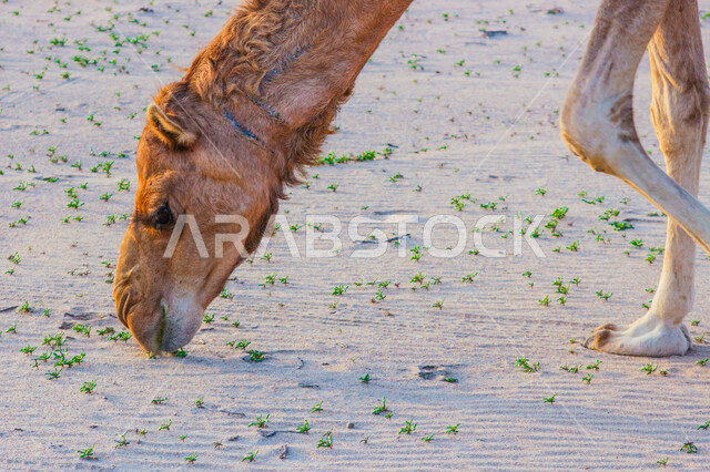 صورة مقربة لجمل يلتقط الطعام ، مزرعة لتربية الجمال  ، قافلة من الجمال في محمية برية ، قطيع من الجمال بالصحراء في وضع النهار