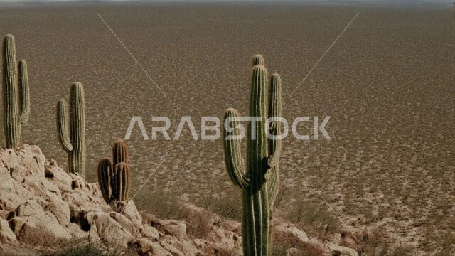 النباتات والمزروعات البرية في المحميات الطبيعية, مجموعة من نبات الصبار الشوكي في المناطق الصحراوية, نمو الشوكيات والأعشاب في براري المملكة العربية السعودية