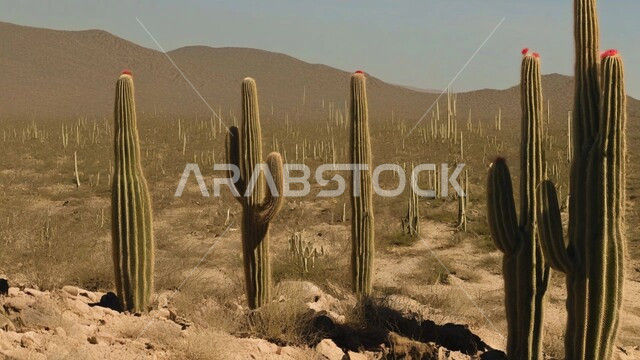 مجموعة من نبات الصبار الشوكي في المناطق الصحراوية, النباتات والمزروعات البرية في المحميات الطبيعية, نمو الشوكيات والأعشاب في براري المملكة العربية السعودية,  سلسلة الجبال والتكوينات والتشكلات الصخرية