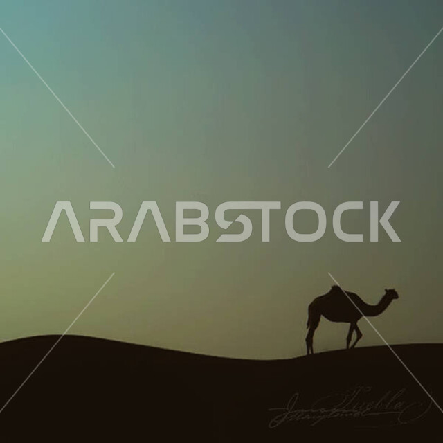جمل عربي أصيل يسير وسط الصحراء، تربية الجمال والابل في المحميات الطبيعية في المملكة العربية السعودية ، التلال و الكثبان الرملية، الرمال الذهبية الناعمة، الاهتمام ورعاية المواشي والثدييات في الصحاري