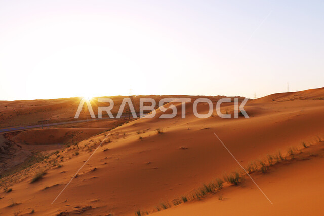 Growing thorny plants in the dry and harsh desert climate, sand dunes and natural desert terrain in Saudi Arabia, landscape and soft golden sand in the desert at sunset