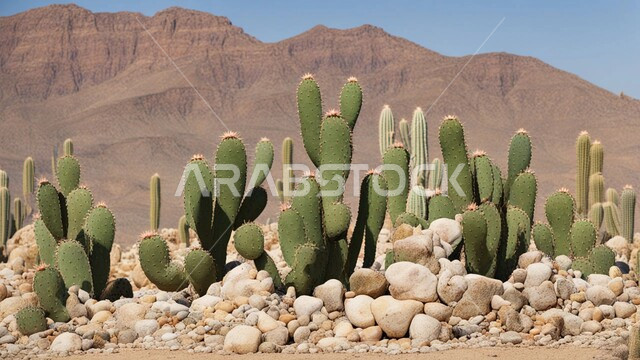  مجموعة من نبات الصبار الشوكي في المناطق الصحراوية, نمو الشوكيات والأعشاب في براري المملكة العربية السعودية, النباتات الشوكية البرية في المحميات الطبيعية