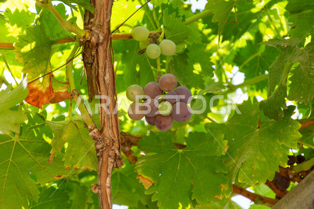 Growing different varieties of fresh fruits in vineyards and achieving self-sufficiency, local agricultural products and crops, Royal fruit farms and fields in the Kingdom of Saudi Arabia, Hanging clusters full of luxurious black grapes, Summer fruit rich in vitamins and minerals