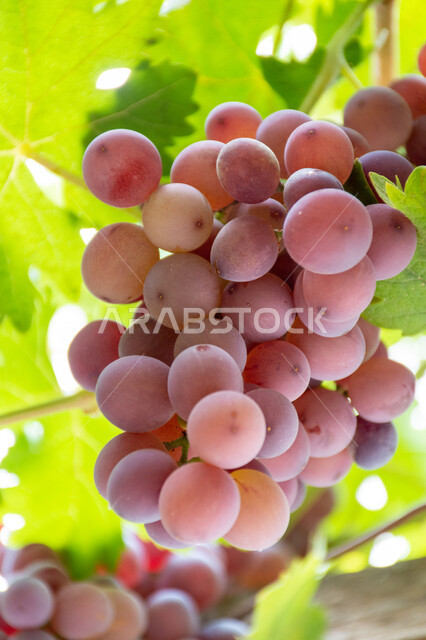 زراعة الأصناف المختلفة من الثمار الطازجة في الكروم وتحقيق الاكتفاء الذاتي، المنتجات والمحاصيل الزراعية المحلية, مزارع وحقول الفواكه الملكية في المملكة العربية السعودية, العناقيد المتدلية الممتلئة بالعنب الأسود الفاخر, فاكهة صيفية غنية بالفيتامينات والمعادن