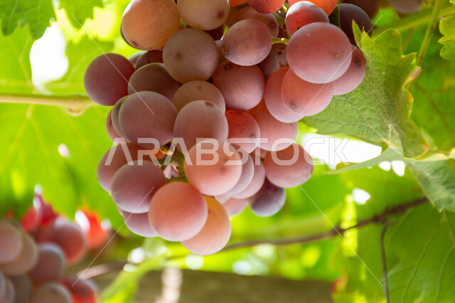 زراعة الأصناف المختلفة من الثمار الطازجة في الكروم وتحقيق الاكتفاء الذاتي، المنتجات والمحاصيل الزراعية المحلية, مزارع وحقول الفواكه الملكية في المملكة العربية السعودية, العناقيد المتدلية الممتلئة بالعنب الأسود الفاخر, فاكهة صيفية غنية بالفيتامينات والمعادن