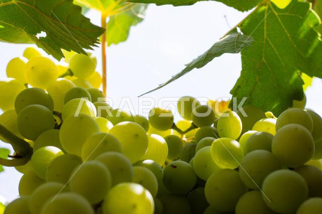 العناقيد المتدلية الممتلئة بالعنب الأبيض الفاخر, زراعة الأصناف المختلفة من الثمار الطازجة في الكروم وتحقيق الاكتفاء الذاتي، المنتجات والمحاصيل الزراعية المحلية, مزارع وحقول الفواكه الملكية في المملكة العربية السعودية, فاكهة صيفية غنية بالفيتامينات والمعادن