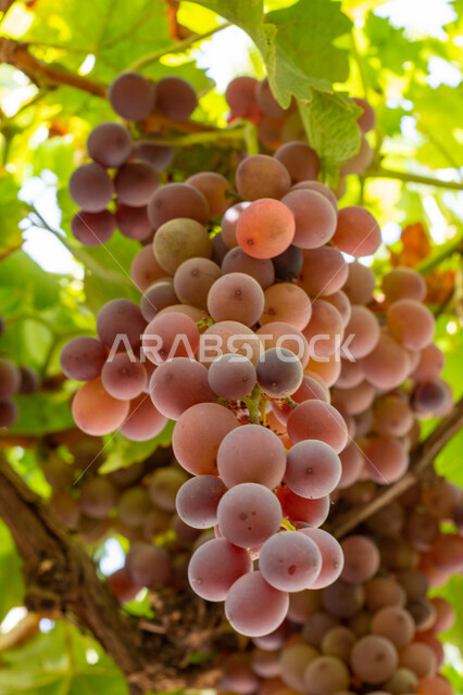 Growing different varieties of fresh fruits in vineyards and achieving self-sufficiency, local agricultural products and crops, Royal fruit farms and fields in the Kingdom of Saudi Arabia, Hanging clusters full of luxurious black grapes, Summer fruit rich in vitamins and minerals
