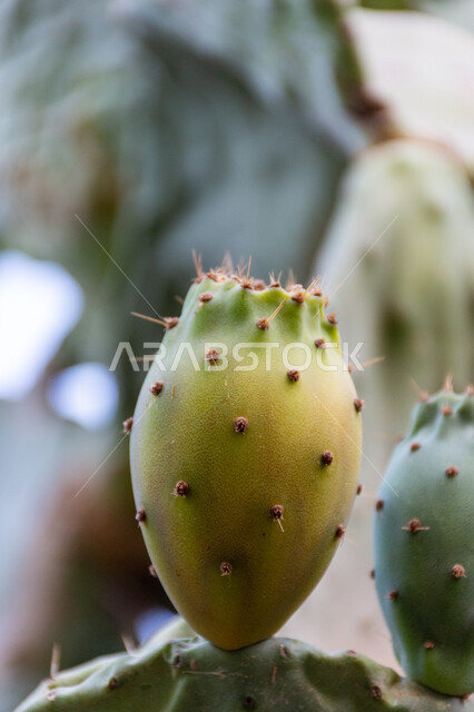 Healthy summer fruit rich in minerals and vitamins, close-up of prickly pear fruits on a farm in Saudi Arabia, prickly pear and prickly pear harvest season, local national agricultural crop products, interest in growing fresh fruits with benefits and high quality