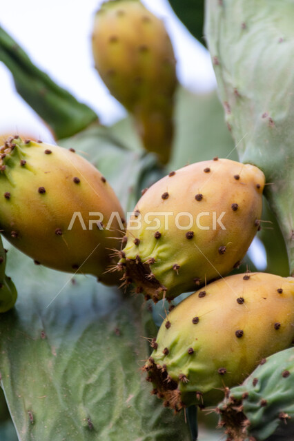 فاكهة صيفية صحية غنية بالمعادن والفيتامينات، صورة مقربة لثمار التين الشوكي بأحد المزارع في المملكة العربية السعودية، موسم حصاد الثمار الشوكية والبرشومي، منتجات و محاصيل زراعية محلية وطنية، الاهتمام بزراعة الفواكه الطازجة ذات الفوائد بجودة عالية