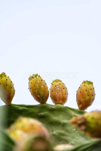 فاكهة صيفية صحية غنية بالمعادن والفيتامينات، صورة مقربة لثمار التين الشوكي بأحد المزارع في المملكة العربية السعودية، موسم حصاد الثمار الشوكية والبرشومي، منتجات و محاصيل زراعية محلية وطنية، الاهتمام بزراعة الفواكه الطازجة ذات الفوائد بجودة عالية