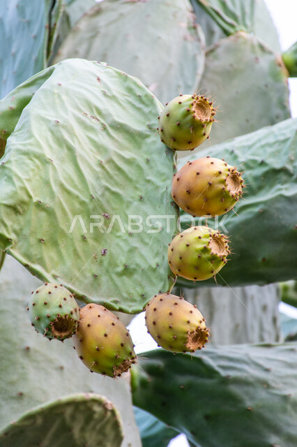 فاكهة صيفية صحية غنية بالمعادن والفيتامينات، صورة مقربة لثمار التين الشوكي بأحد المزارع في المملكة العربية السعودية، موسم حصاد الثمار الشوكية والبرشومي، منتجات و محاصيل زراعية محلية وطنية، الاهتمام بزراعة الفواكه الطازجة ذات الفوائد بجودة عالية