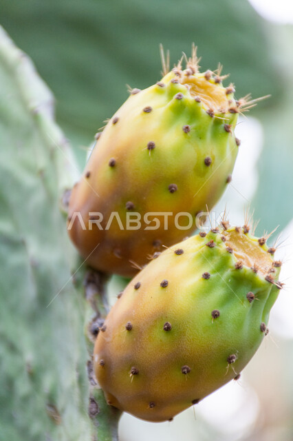موسم حصاد الثمار الشوكية و البرشومي، منتجات و محاصيل زراعية محلية وطنية، فاكهة صيفية صحية غنية بالمعادن والفيتامينات، صورة مقربة لثمار التين الشوكي بأحد المزارع في المملكة العربية السعودية، الاهتمام بزراعة الفواكه الطازجة ذات الفوائد بجودة عالية