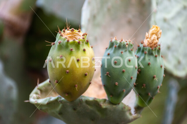 Healthy summer fruit rich in minerals and vitamins, close-up of prickly pear fruits on a farm in Saudi Arabia, prickly pear and prickly pear harvest season, local national agricultural crop products, interest in growing fresh fruits with benefits and high quality
