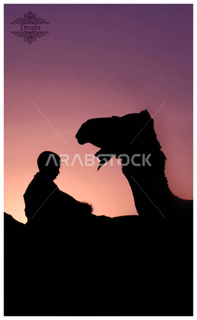 التلال و الكثبان الرملية، صورة ظلية لجمل عربي أصيل يجلس على الرمال الذهبية الناعمة رفقة ولد عربي خليجي سعودي وسط الصحراء، رعاية الجمال والابل في المحميات الطبيعية في المملكة العربية السعودية، الاهتمام بتربية المواشي والثدييات في الصحاري، سيلويت