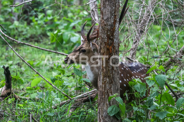 حيوان الغزال الجميل في الغابات ، حيوانات الثديي الأليفة ، حيوانات الظبي في أحدى حدائق الحيوانات في السعودية ، حيوانات برية ، غابة الغزلان