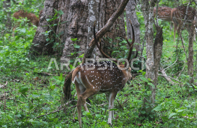 حيوان الغزال الجميل في الغابات ، حيوانات الثديي الأليفة ، حيوانات الظبي في أحدى حدائق الحيوانات في السعودية ، حيوانات برية ، غابة الغزلان