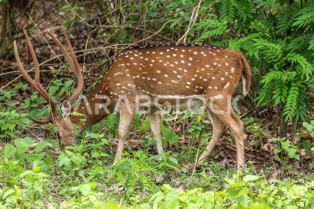 حيوان الغزال الجميل في الغابات ، حيوانات الثديي الأليفة ، حيوانات الظبي في أحدى حدائق الحيوانات في السعودية ، حيوانات برية ، غابة الغزلان