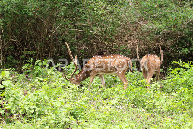 حيوان الغزال الجميل في الغابات ، حيوانات الثديي الأليفة ، حيوانات الظبي في أحدى حدائق الحيوانات في السعودية ، حيوانات برية ، غابة الغزلان