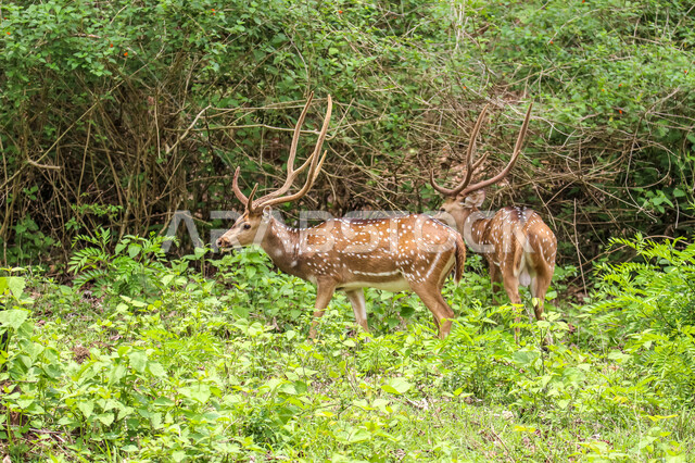حيوان الغزال الجميل في الغابات ، حيوانات الثديي الأليفة ، حيوانات الظبي في أحدى حدائق الحيوانات في السعودية ، حيوانات برية ، غابة الغزلان