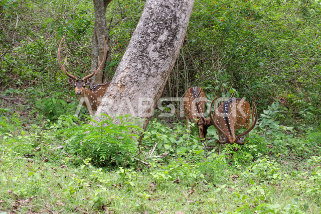 حيوان الغزال الجميل في الغابات ، حيوانات الثديي الأليفة ، حيوانات الظبي في أحدى حدائق الحيوانات في السعودية ، حيوانات برية ، غابة الغزلان