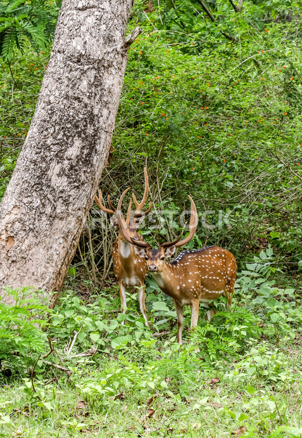حيوان الغزال الجميل في الغابات ، حيوانات الثديي الأليفة ، حيوانات الظبي في أحدى حدائق الحيوانات في السعودية ، حيوانات برية ، غابة الغزلان