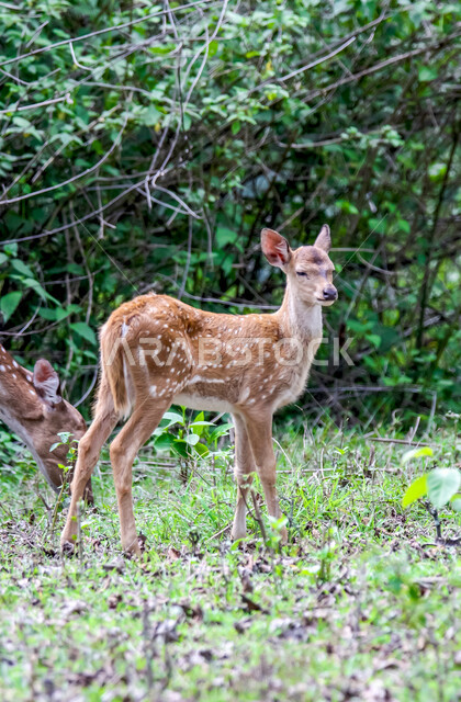 حيوان الغزال الجميل في الغابات ، حيوانات الثديي الأليفة ، حيوانات الظبي في أحدى حدائق الحيوانات في السعودية ، حيوانات برية ، غابة الغزلان