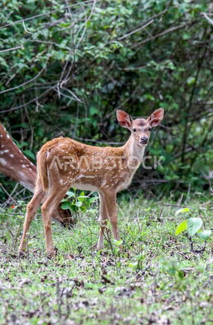 حيوان الغزال الجميل في الغابات ، حيوانات الثديي الأليفة ، حيوانات الظبي في أحدى حدائق الحيوانات في السعودية ، حيوانات برية ، غابة الغزلان