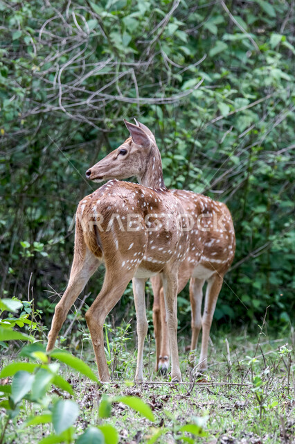 حيوان الغزال الجميل في الغابات ، حيوانات الثديي الأليفة ، حيوانات الظبي في أحدى حدائق الحيوانات في السعودية ، حيوانات برية ، غابة الغزلان