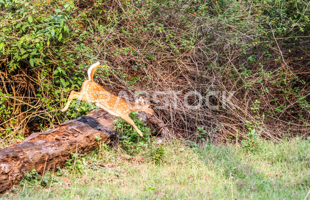 حيوان الغزال الجميل في الغابات ، حيوانات الثديي الأليفة ، حيوانات الظبي في أحدى حدائق الحيوانات في السعودية ، حيوانات برية ، غابة الغزلان