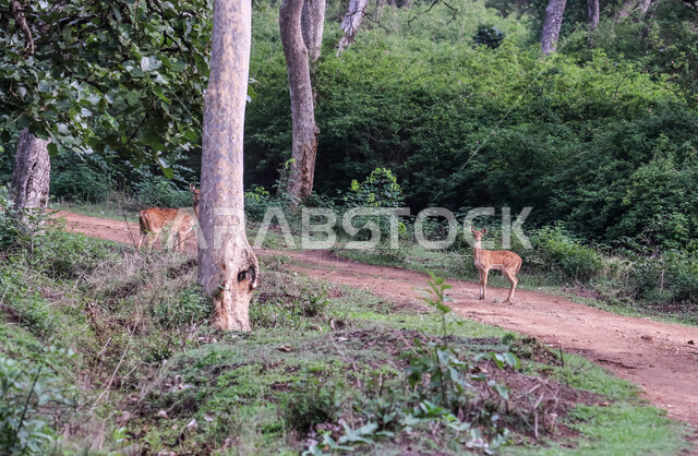 حيوان الغزال الجميل في الغابات ، حيوانات الثديي الأليفة ، حيوانات الظبي في أحدى حدائق الحيوانات في السعودية ، حيوانات برية ، غابة الغزلان